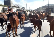 129 Neef lo, ah oo la geeyay xaruunta baadi qabadka