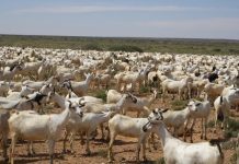 Alshabaab oo xoolo laga soo Furtay