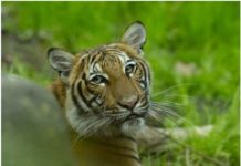 Xayawaankii ugu horeeyay oo laga helay Cudurka Corona