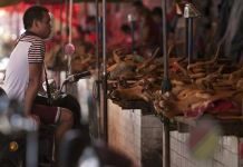 Magaalooyin ku yaala dalka Shiinaha oo laga mamnucay cuniska hilibka eeyaha iyo bisadaha