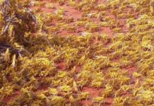 Puntland oo sheegtay inay diyaarado kula dagaalameyso Ayaxa