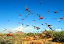 Ayaxa Dhibaato ku haya Degaano ka Tirsan Puntland