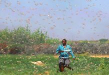 Beeraleyda gobolka shabeelaha Hoose oo ka cabanaya Ayax dhibato ku haaya dalagyada Beeraha iyo Degaanka