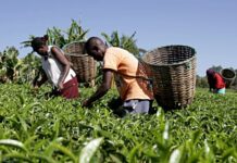 Beeraleeyda Qaadka Kenya oo raadinayo suuq cusub oo ay qaadka u dhoofiyaan