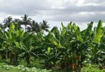 Qaar ka mid ah Beeraleyda Gobolka Gedo oo la gaarsiiyay Matoorada Biyaha ee Beeraha lagu waraabiyo