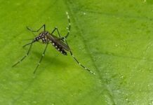 Hay,adda WHO oo baareysa Xanuun ka dilaacay Dhulka Ismaamulka Soomaalida Itoobiya