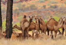 Suuq lagu iibiyo geela oo laga hirgeliyay dalka Australia