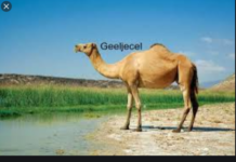 Dhageyso: Beesha Gaal jecel oo qaylo dhaan ka soo saartay dhibaatooyinka ka jira Leego iyo Yaaq bariweyne