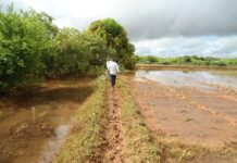 Xiisad ka dhalatay Dhul Beereed ku yaala Magaalada Kismaayo
