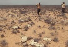 Dad Abaar ugu dhintay dowlad degaanka Soomaalida