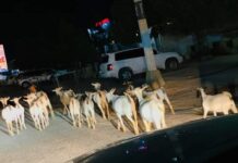 Dhaqangelinta Amar kasoo baxay Maamulka Magalada Garoowe oo bilaawday