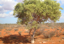 khasaare ka dhashay israsaaseeyn ka dhacdy degaanka Saax -Maygaag ee gobolka Nugaal