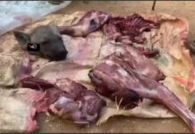 laamaha Amniga Somalia oo gacanta ku dhigay Hilibka Waraabaha & Nin ka Ganacsanayay