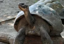 Diin 100 jir ah oo laga cabsi qabay in uu dabar ga’o oo ilmo dhalay