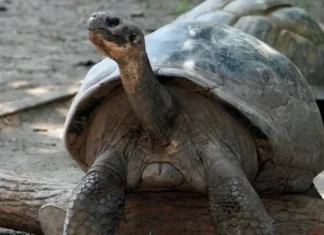 Diin 100 jir ah oo laga cabsi qabay in uu dabar ga’o oo ilmo dhalay